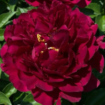 Пион ОЛД ФЕЙТФУЛ травянистый в Коломне