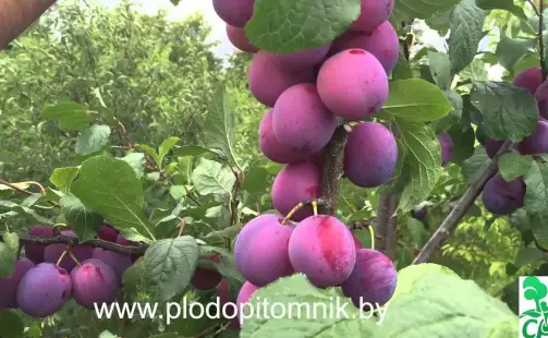 Превью видео