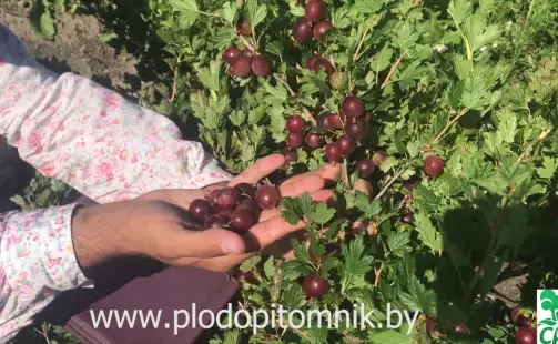 Превью видео