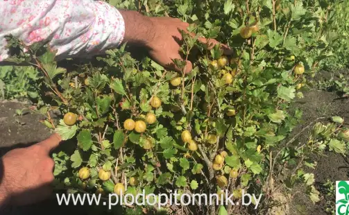 Превью видео