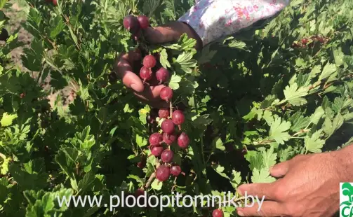 Превью видео