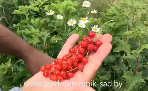 Превью видео