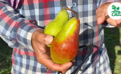 Превью видео