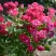 Роза ШОНЕ КОБЛЕНЦЕРИН флорибунда в Коломне