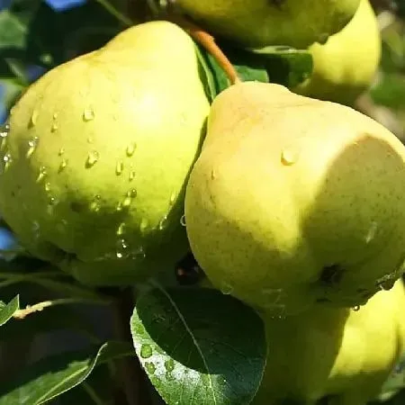 сорта груши 