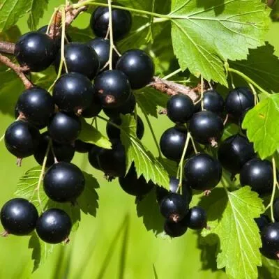 Саженцы смородины оптом  Саженцы смородины оптом в Коломне