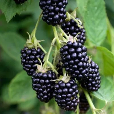 Ремонтантная  Ремонтантная в Коломне