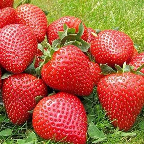 Клубника ЭЛИАНЕ в Коломне