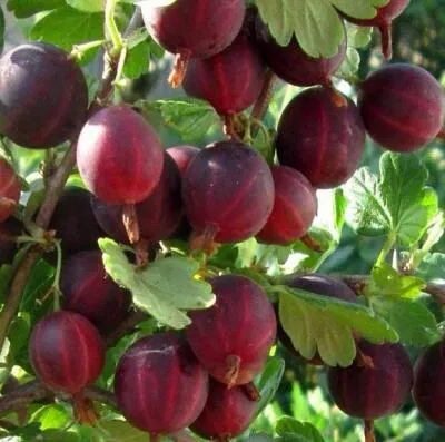 Cаженцы крыжовника оптом  Cаженцы крыжовника оптом в Коломне