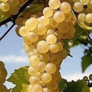 Неукрывные сорта   Неукрывные сорта  в Коломне