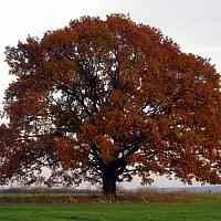 Дуб скальный  Дуб скальный в Коломне