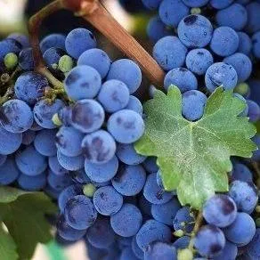 Винный   Винный  в Коломне