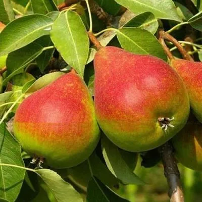 Саженцы груши оптом  Саженцы груши оптом в Коломне