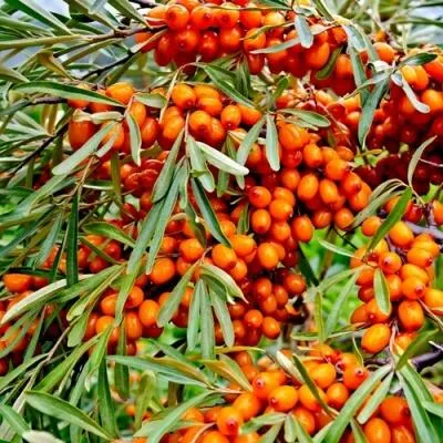 Саженцы облепихи оптом  Саженцы облепихи оптом в Коломне