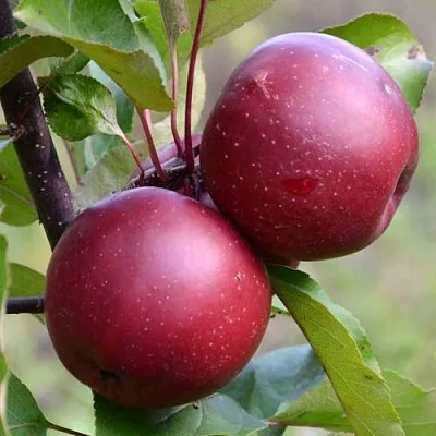 Красномясая в Коломне