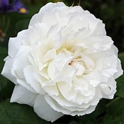 Саженцы роз ВИНЧЕСТЕР КАФЕДРАЛ английская  Саженцы роз ВИНЧЕСТЕР КАФЕДРАЛ английская в Коломне