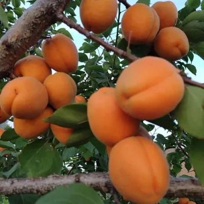 Абрикос ГОЛД РИЧ  Абрикос ГОЛД РИЧ в Коломне