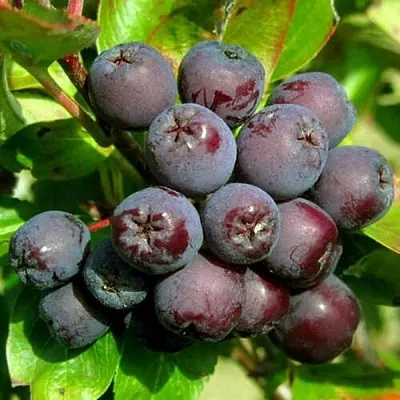 Рябина ЛИКЁРНАЯ сладкоплодная в Коломне