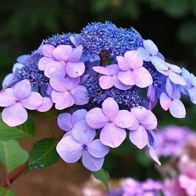 Гортензия ЭНДЛЕСС САММЕР ТВИСТ ЭНД ШАУТ крупнолистная в Коломне