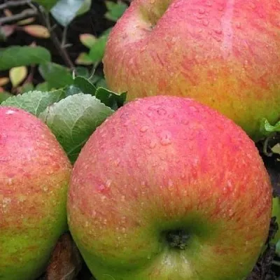 Яблоня ЯБЛОЧНЫЙ СПАС  Яблоня ЯБЛОЧНЫЙ СПАС в Коломне