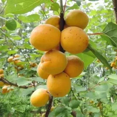 Абрикос ДЕСЕРТНЫЙ ГОЛУБЕВА в Коломне