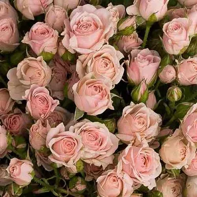 Саженцы роз ОДИЛЛИЯ спрей  Саженцы роз ОДИЛЛИЯ спрей в Коломне