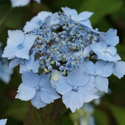 Гортензия БЛЮ ДЕКЛ пильчатая — описание сорта Гортензия БЛЮ ДЕКЛ пильчатая в Коломне