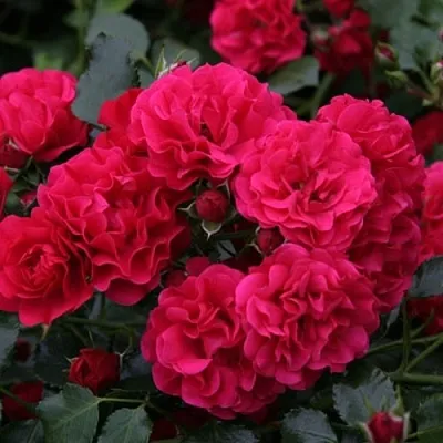 Саженцы роз РАДОСТЬ САДОВНИКА (ГАРТЕН ФРОЙДЕ) почвопокровная в Коломне