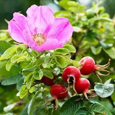 Шиповник   Шиповник  в Коломне