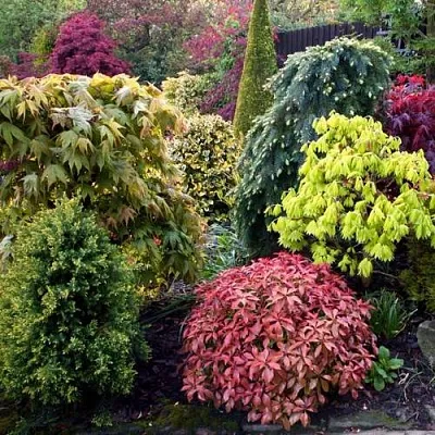 Декоративные растения  Декоративные растения в Коломне