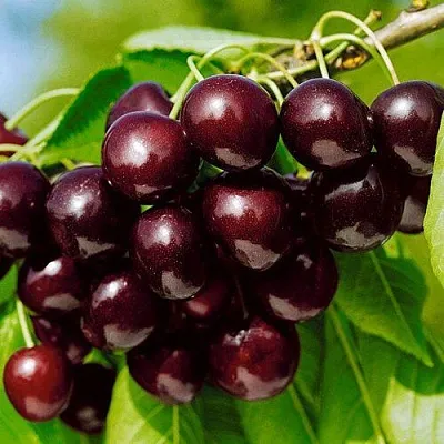 Черешня ВИТЯЗЬ  Черешня ВИТЯЗЬ в Коломне