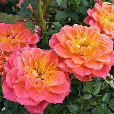 Саженцы роз МАНДАРИН миниатюрная в Коломне