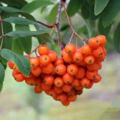 Рябина ВЕФЕД сладкоплодная в Коломне