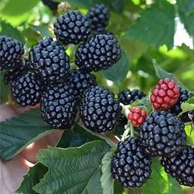 Ежевика ПОЛАР бесшипная  Ежевика ПОЛАР бесшипная в Коломне