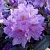 Рододендрон