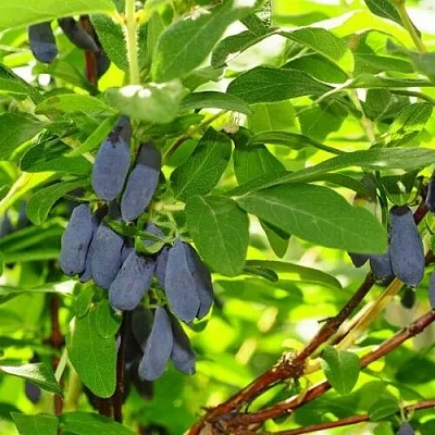 Жимолость съедобная ЛЕБЁДУШКА в Коломне