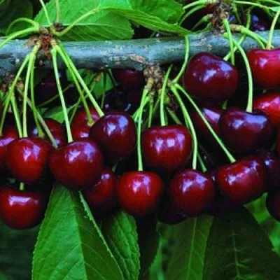 Черешня ВЕДА  Черешня ВЕДА в Коломне