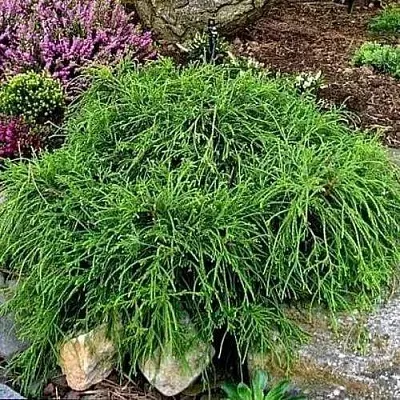 Кипарисовик ФИЛИФЕРА НАНА горохоплодный  Кипарисовик ФИЛИФЕРА НАНА горохоплодный в Коломне