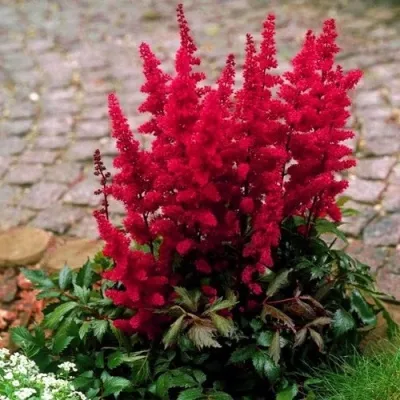 Астильба ГЛАТ Арендса — описание сорта Астильба ГЛАТ Арендса в Коломне