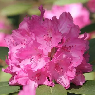 Рододендрон ЛУМИНА  Рододендрон ЛУМИНА в Коломне