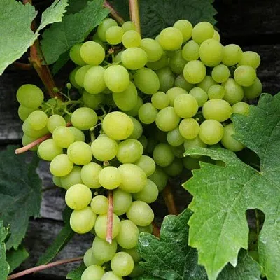 Виноград АЛЕШЕНЬКИН  Виноград АЛЕШЕНЬКИН в Коломне