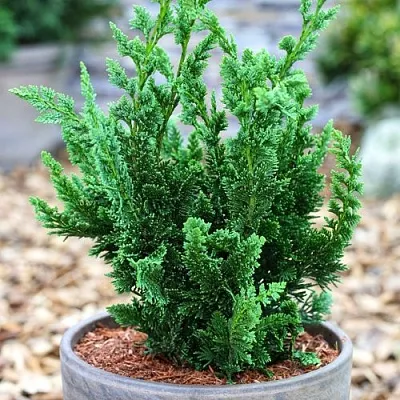 Кипарисовик ВИСЕЛЛИ лавсона  Кипарисовик ВИСЕЛЛИ лавсона в Коломне