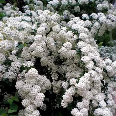 Спирея ВАНГУТТА  Спирея ВАНГУТТА в Коломне