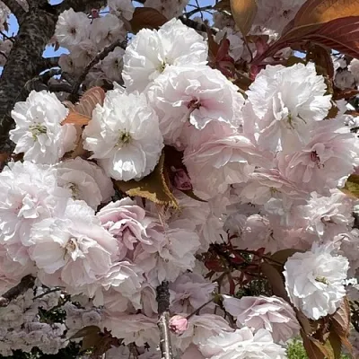 Сакура ШИРОФУГЕН  Сакура ШИРОФУГЕН в Коломне