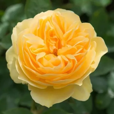 Саженцы роз ГРЕХАМ ТОМАС английская в Коломне