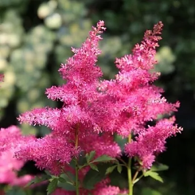 Астильба САННИ ДЕЙ гибридная в Коломне