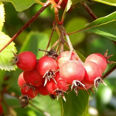 Боярышник ШАМИЛЬ  Боярышник ШАМИЛЬ в Коломне