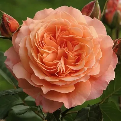 Саженцы роз БЕЛЬВЕДЕР шраб  Саженцы роз БЕЛЬВЕДЕР шраб в Коломне