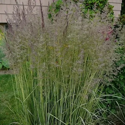 Вейник АВАЛАНШ остроцветковый в Коломне