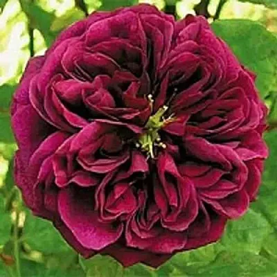 Саженцы роз ЗЕ ПРИНЦ английская  Саженцы роз ЗЕ ПРИНЦ английская в Коломне